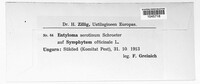 Entyloma serotinum image
